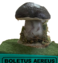 Actionfigure - Fungo - boletus aereus