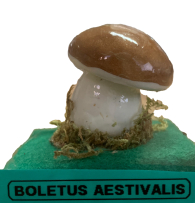 Actionfigure - Fungo - boletus aestivalis