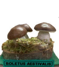 Actionfigure - Fungo - boletus aestivalis