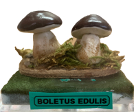 Actionfigure - Fungo - boletus edulis