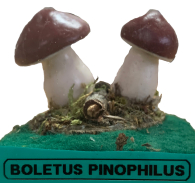 Actionfigure - Fungo - boletus pinophilus