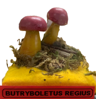 Actionfigure - Fungo - butryboletus regius