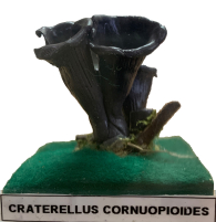 Actionfigure - Fungo - craterellus cornucopioides