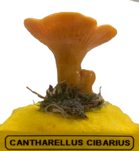 Actionfigure - Fungo - cantharellus cibarius