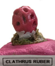 Actionfigure - Fungo - clathrus ruber