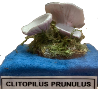 Actionfigure - Fungo - clitopilus prunulus