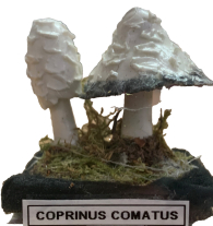 Actionfigure - Fungo - coprinus comatus