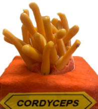Actionfigure - Fungo - cordyceps