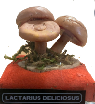 Actionfigure - Fungo - lactarius deliciosus