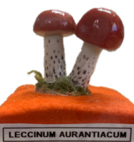 Actionfigure - Fungo - leccinum aurantiacum