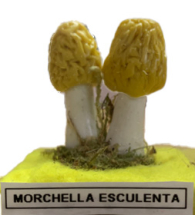 Actionfigure - Fungo - morchella esculenta