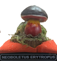 Actionfigure - Fungo - neoboletus erytropus