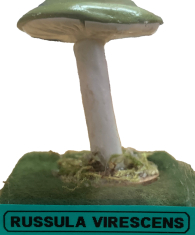 Actionfigure - Fungo - russula virescens